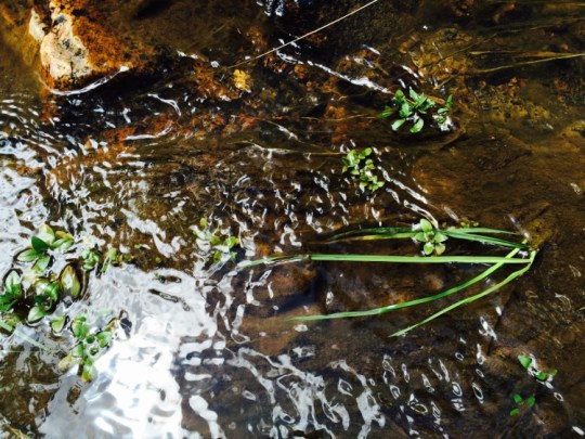 Water Skin - Dawn Sperber-